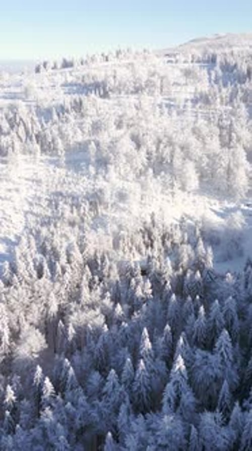Winter Landscape of White SnowCovered Mountain Forest on Sunny Day