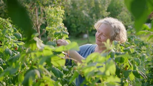 Old Lady Picks Up Berries In Garden