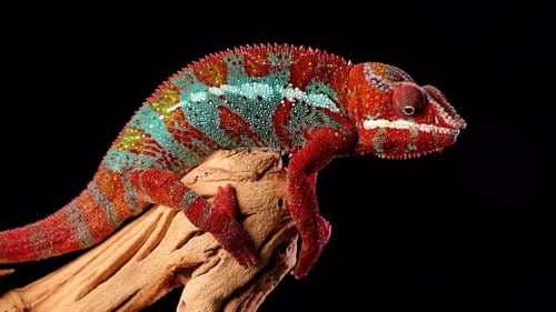 Gros plan d'un magnifique caméléon rouge et vert