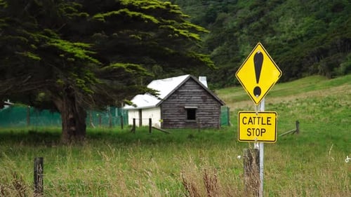 Cattle Stop Sign On Roadside With Macrocarpa Tree And Wooden Cabin In The Background In Countryside