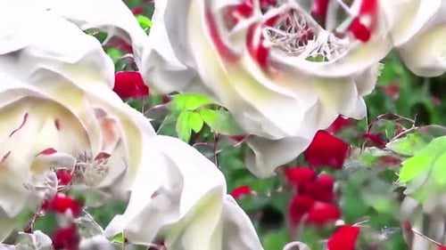 Spiderwebs And Roses Animation Background Video
