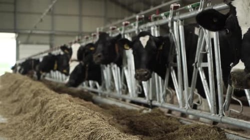 Cows on a diary farm eating. Cattle of cows