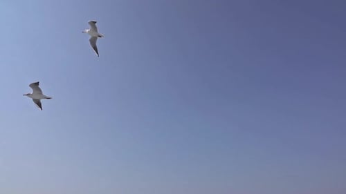 Seagulls Soaring Together in the Blue Sky