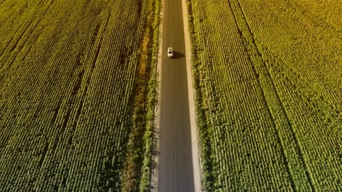 Solitary Journey Car Cruising Down a Country Road Amidst a Sea of Sunflowers