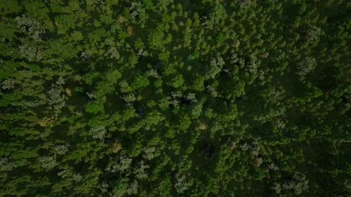 Aerial top view of green trees in forest