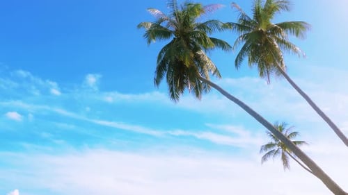 Tropical Palms Sea and Beach