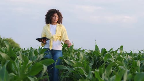 In the middle of a corn agricultural field, woman is holding digital tablet and doing quality contro