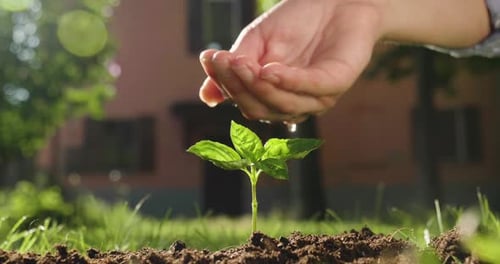 Slow motion close up of senior farmer's hand is watering a new sprout of plant in his garden with