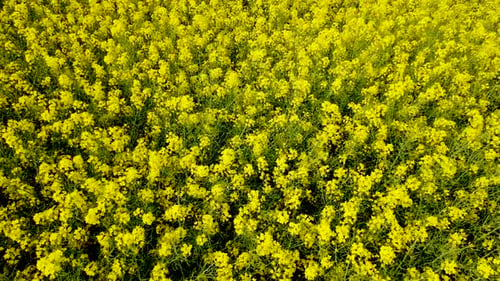Canola Rapeseed Field on Sunny Day Wind Sways Yellow Blooming Flowers