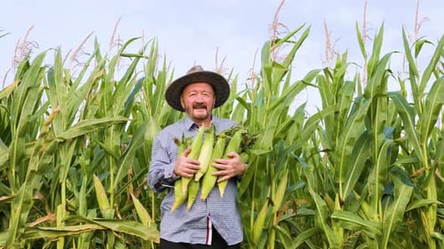 Farmer Showcases Fresh Corn Harvest in Sunlit Field