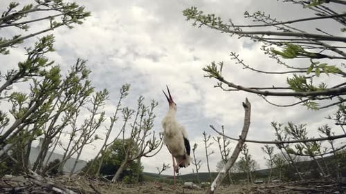 Ein einbeiniger stehender Storch