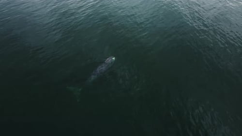 Wal schwimmt aus dem Wasser