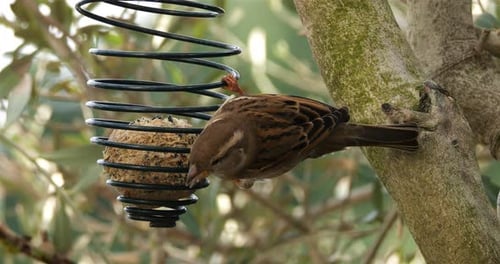 Sparrows Eating Seeds From Feeder Hanging on Tree
