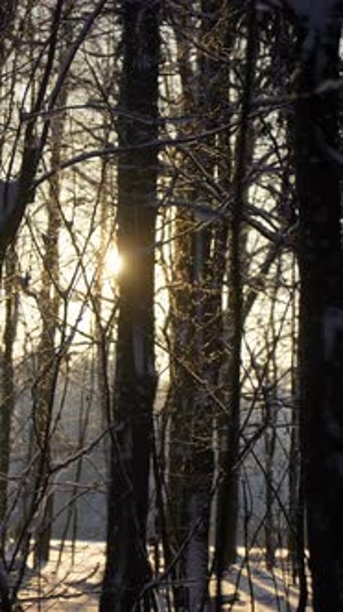Sunlight Through Bare Winter Trees Covered in Snow