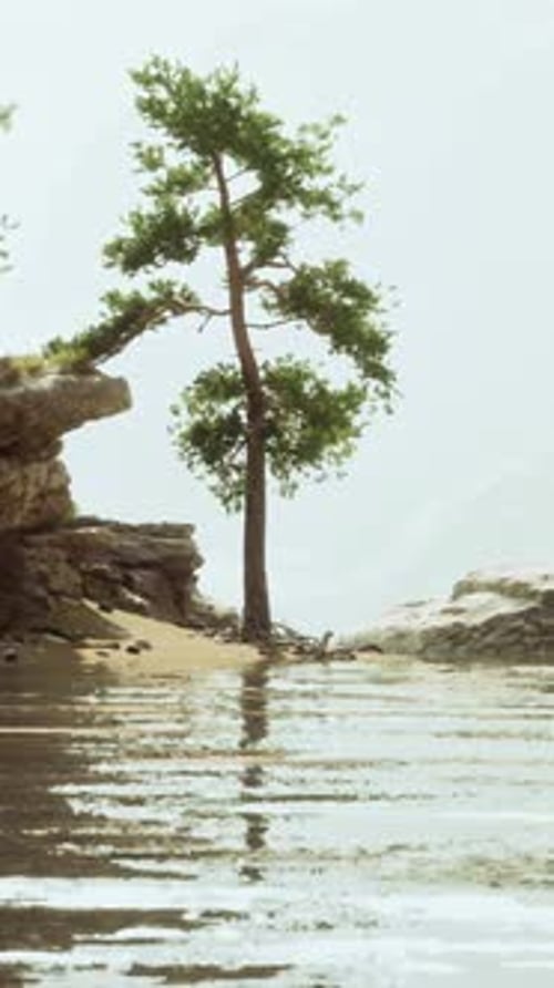 Animated Pine Tree on Rocky Shore with Reflective Water