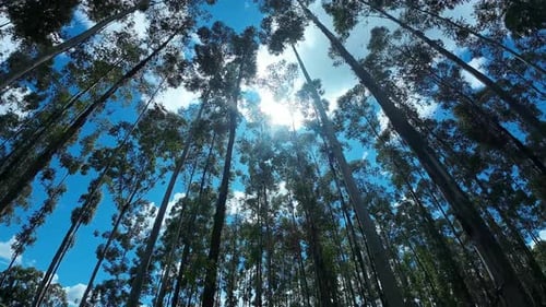 Looking Up Through Dense Forest Trees to Sky