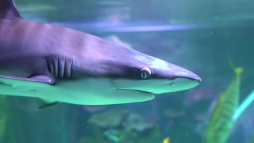 Shark swim underwater close-up view of eye.