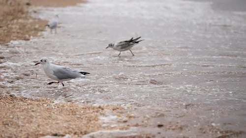 A Seagull on the Sand and Against the Background of Sea Waves