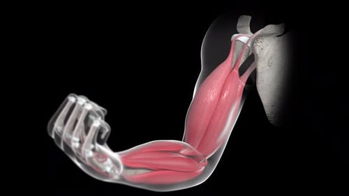 Movement Of The Biceps Brachii Muscle Loop Version 2