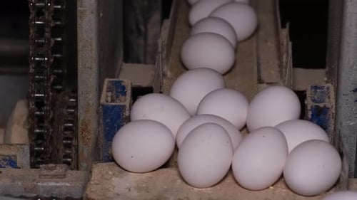 Eggs Sorted In Egg Factory