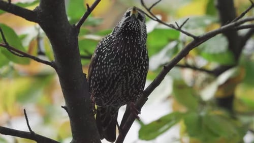 Close up of a European Starling climbing up a tree and looking around for insects