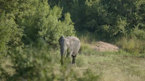 Slow Motion Footage of an Elephant Walking Gracefully Through a Lush Green Landscape