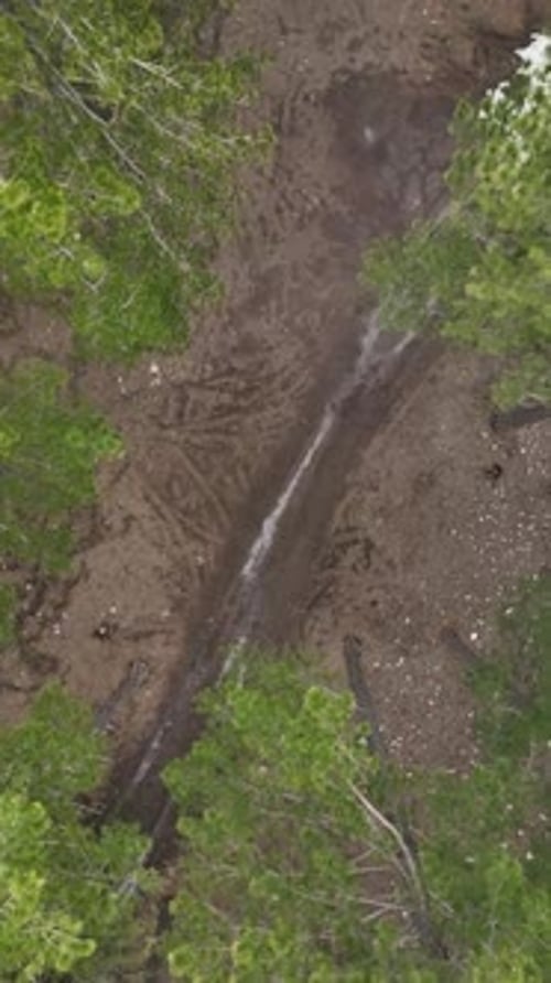 Vertical Video Misty Forest Flight Between Trees in the Foggy Forest
