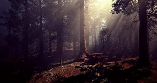 Sunlight Filtering Through Dense Forest Trees During Early Morning Hours