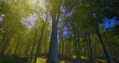 Vibrant Sunlight Filtering Through a Lush Forest Canopy in Early Morning