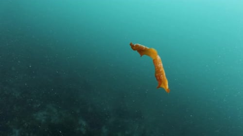 Memorising motion of a marine Flatworm swimming freely in the blue ocean currents. Underwater view