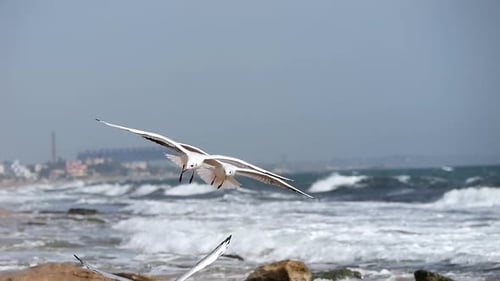 Seagull on the Background of Sea Waves An Ocean with Birds Flying in It