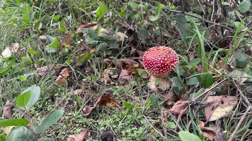 Fly Agaric Fungi Growing In The Woods. Close Up