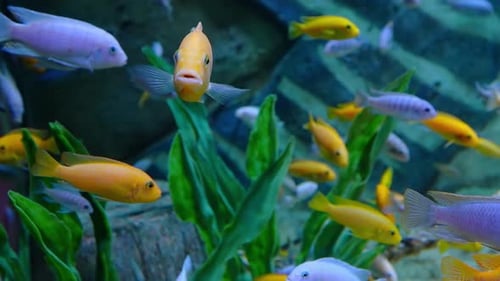 Wunderschöne tropische Fische in einem Aquarium oder Meer in der Nähe