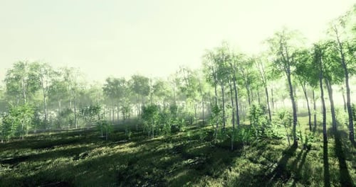 Lush Green Forest with Sunlight Filtering Through Trees During Early Morning