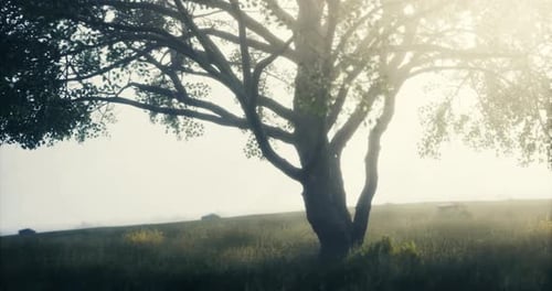 Un arbre majestueux se tient seul dans une prairie tranquille à l'aube
