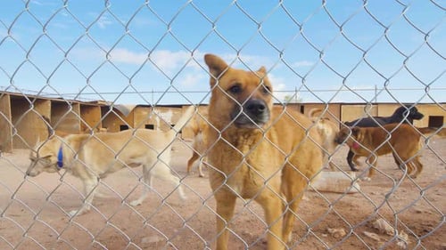Homeless dogs on a poor dog shelter. Dog looking through a wired fence behind bars. Dog in his cage