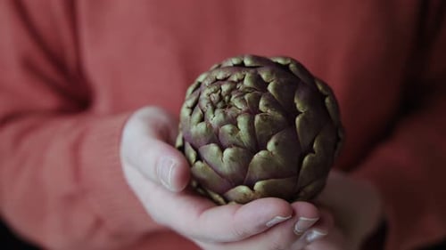 Close up shot of hand of a man in red pullover holding an artichoke flower edible buds isolated. No