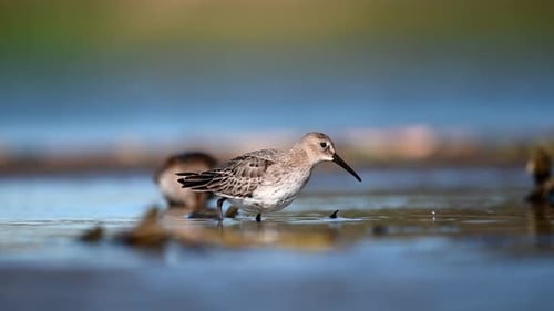Dunlin auf der Suche nach Nahrung