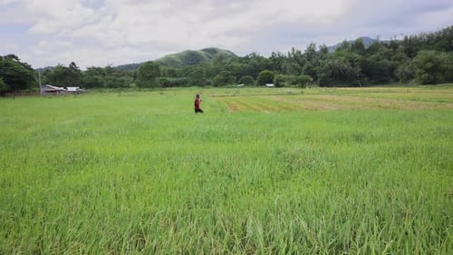 Rural Rice Field Agriculture in Green Landscape