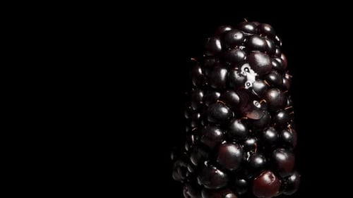 Juicy Blackberry Close Up Against Black Background