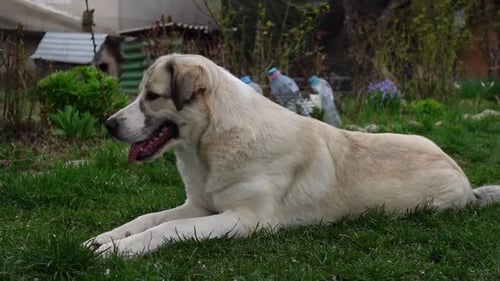 Dog Resting on Green Grass in Rural Yard