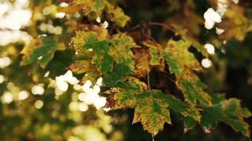 Schöne gelb-orange Ahornblätter in der Herbst- oder Herbstsaison in Deutschland
