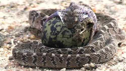 Egg Eater Snake, Dasypeltis Scabra Swallowing Egg, Close Up. Wild Animal Species of Africa