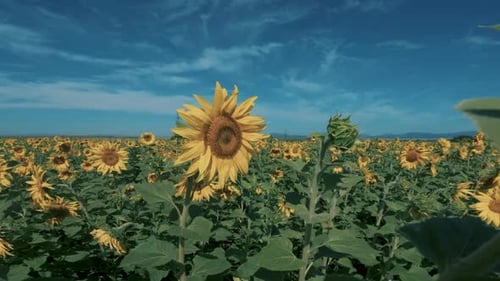 A Large Field Of Flowering Sunflower