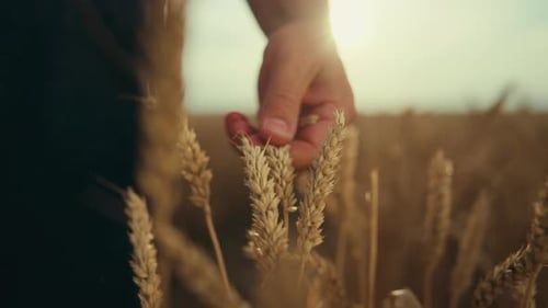 Closeup View of Male Hand Touching Ripe Golden Wheat Ear Beautiful Landscape Agriculture and