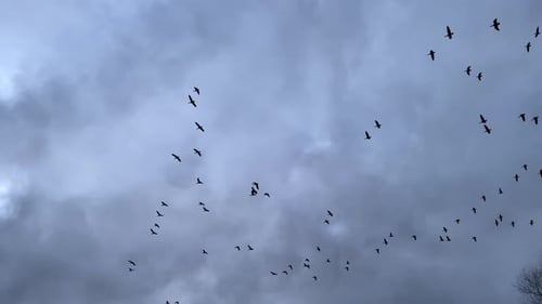 Majestic Flock of Birds Flying in Cloudy Sky