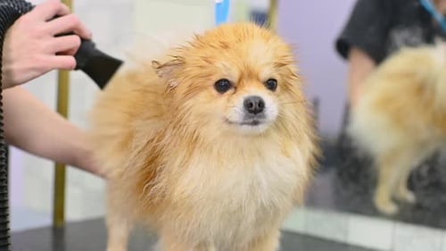 Pomeranian Dog Getting Dried After Bath