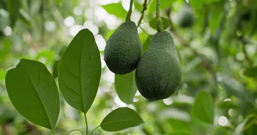 Fresh Avocados Hanging on a Tree