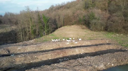 Aerial View of Goats Grazing in Rural Area