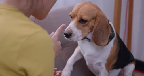 Woman Pets Beagle Dog Indoors on Gray Couch